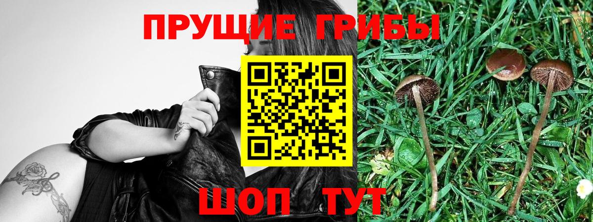 Псилоцибиновые грибы прущие грибы Жигулёвск